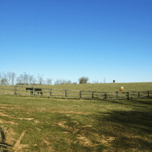 Green House 17 has space on the farm for dogs, cats, and horses.