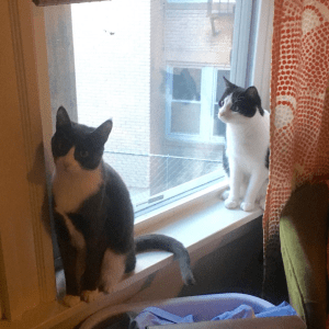 Screen Shot 2016-04-15 at 12.03.28 PM